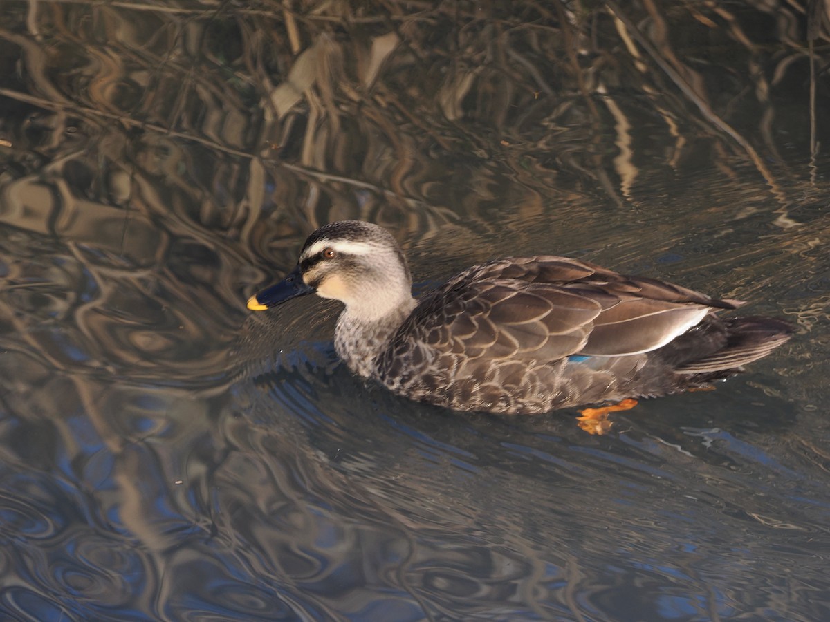 Eastern Spot-billed Duck - ML646839165