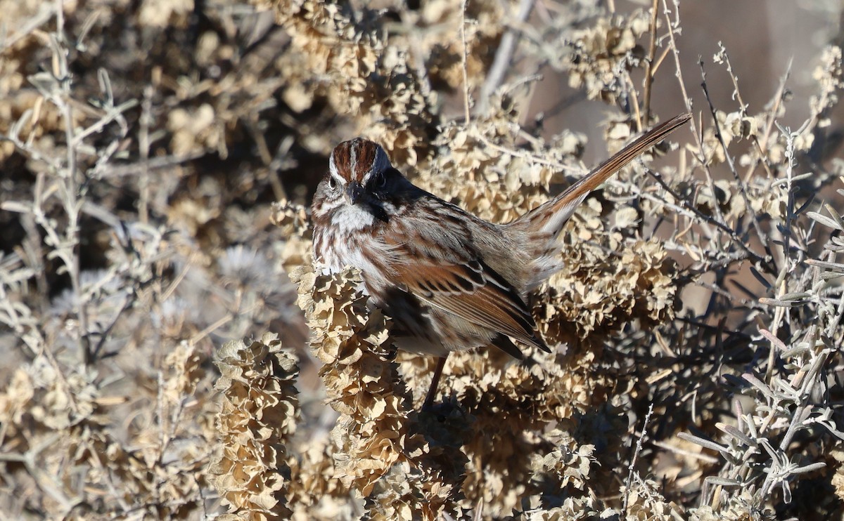 Song Sparrow - ML646839168