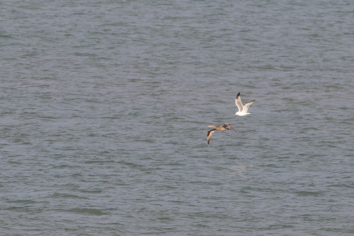 Сула атлантична - ML646839169