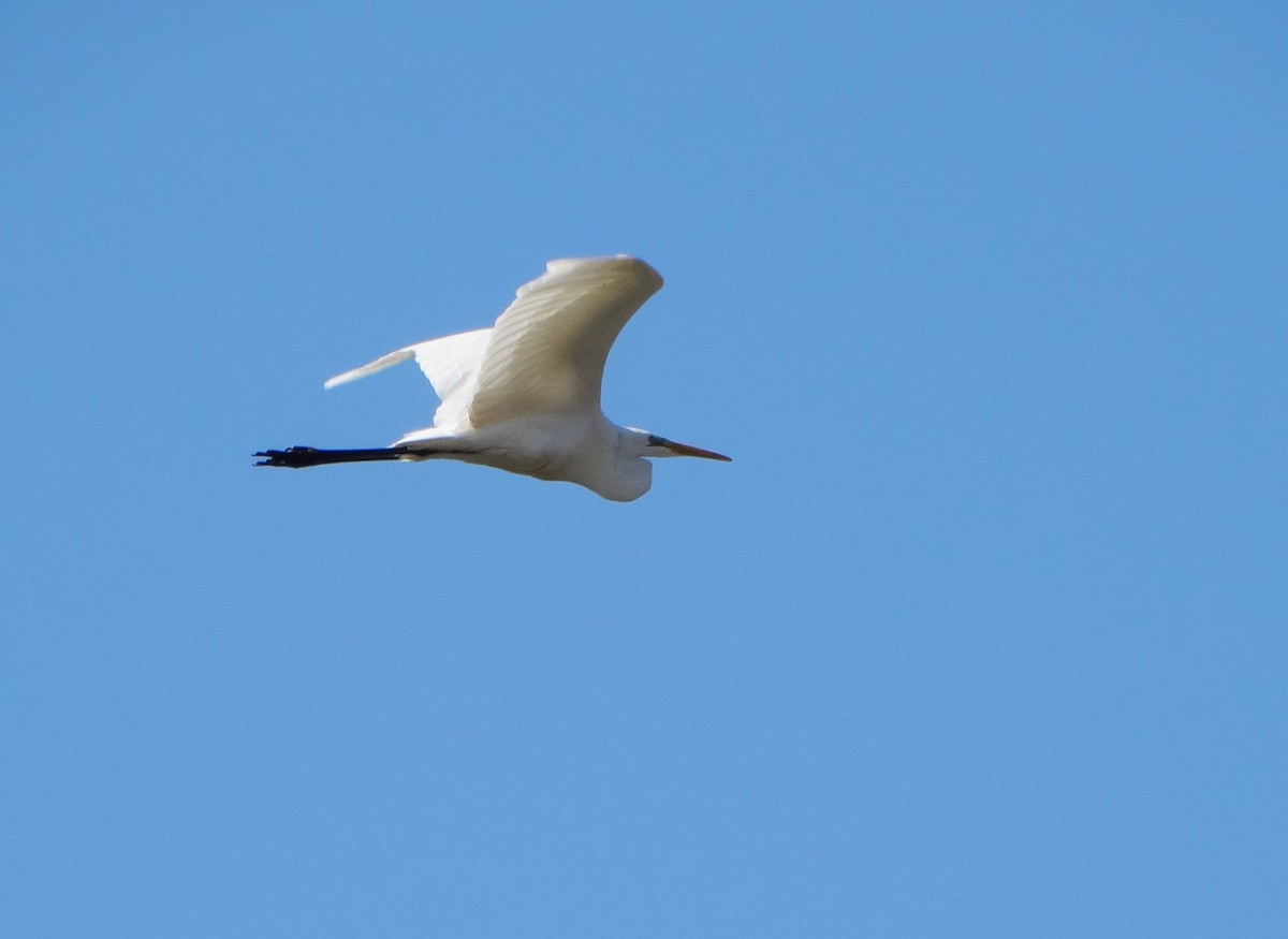 Airone bianco maggiore - ML646839170