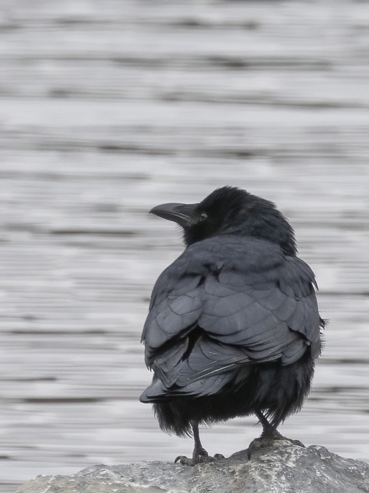 ウオガラス - ML646839173