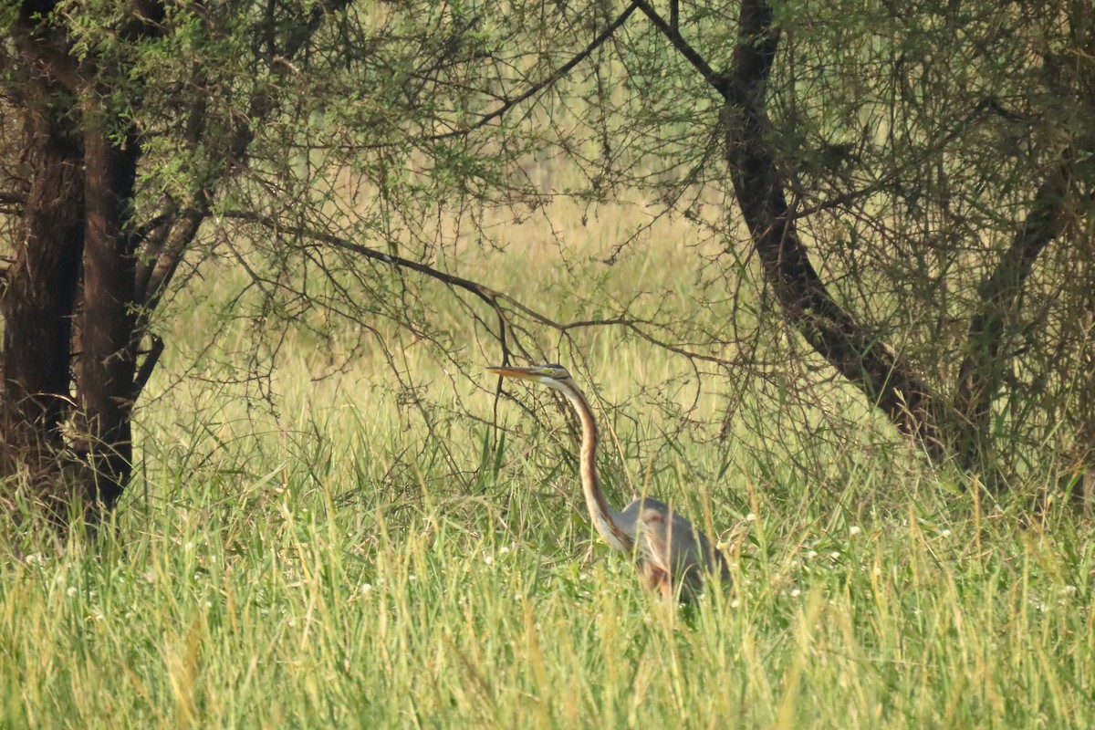 purpurhegre - ML646839182