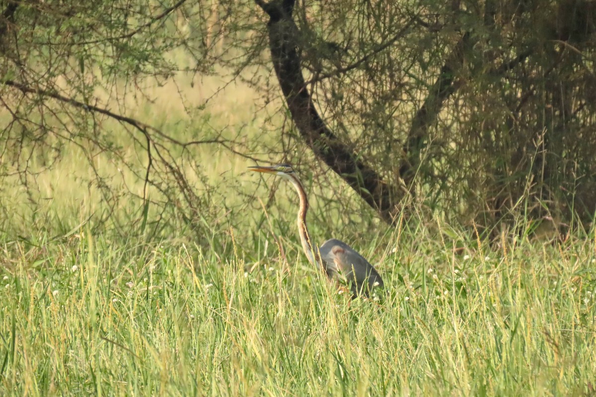 purpurhegre - ML646839183