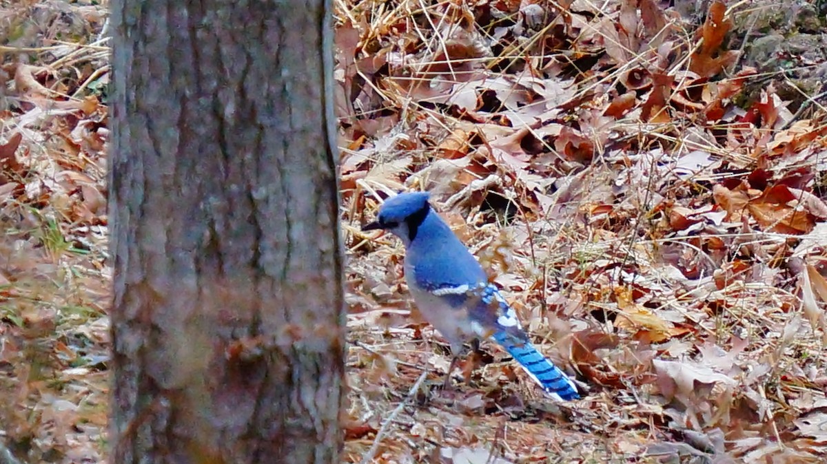 Blue Jay - ML646839184