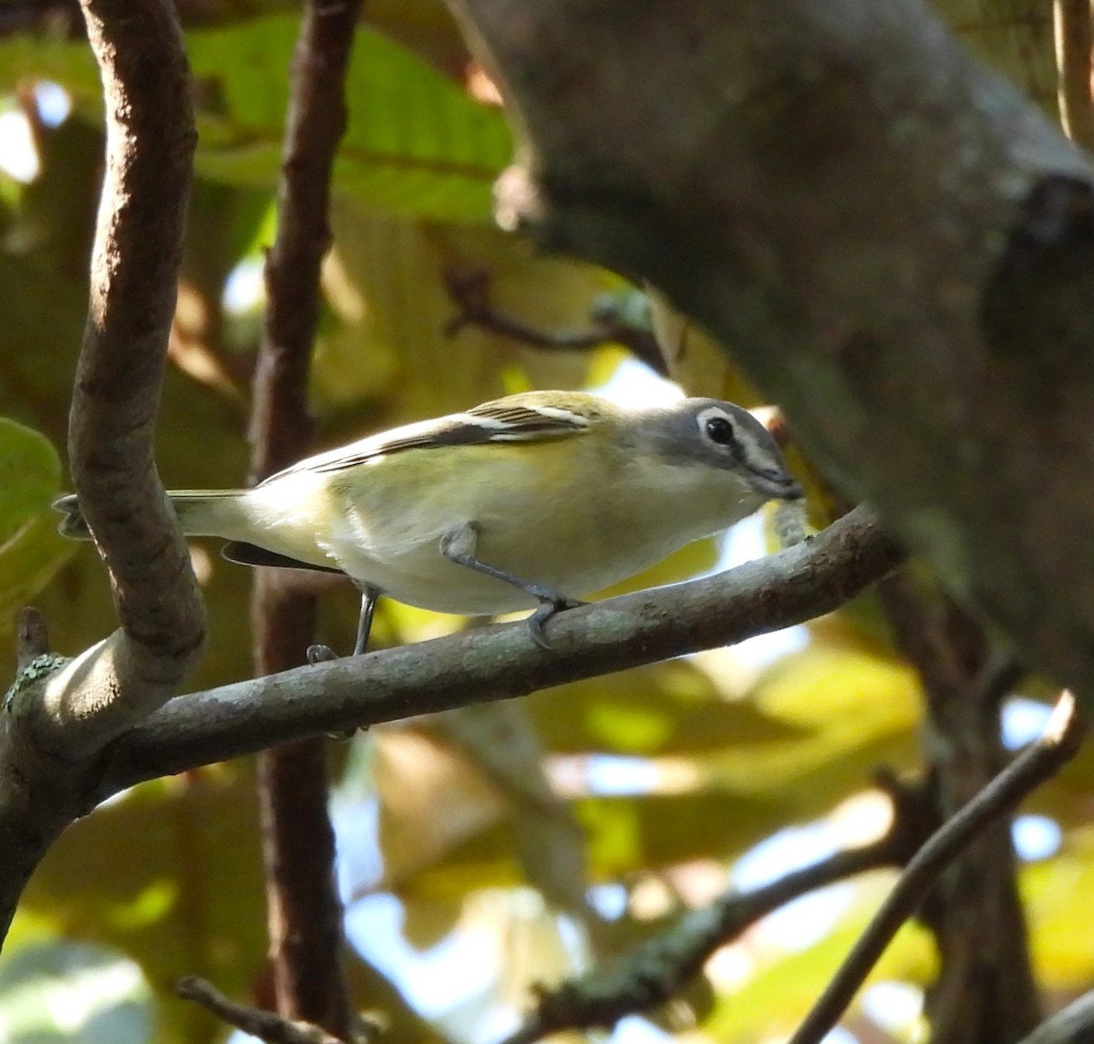 Blue-headed Vireo - ML646839190