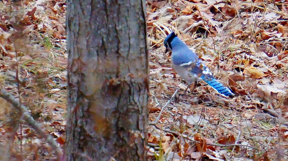 Blue Jay - ML646839191