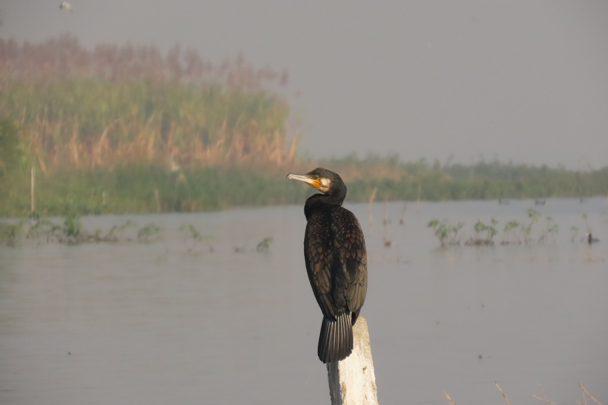 storskarv - ML646839192