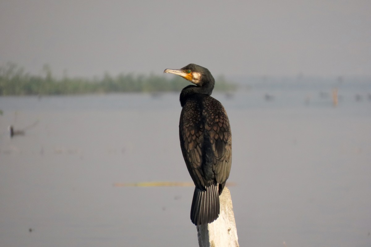 storskarv - ML646839193