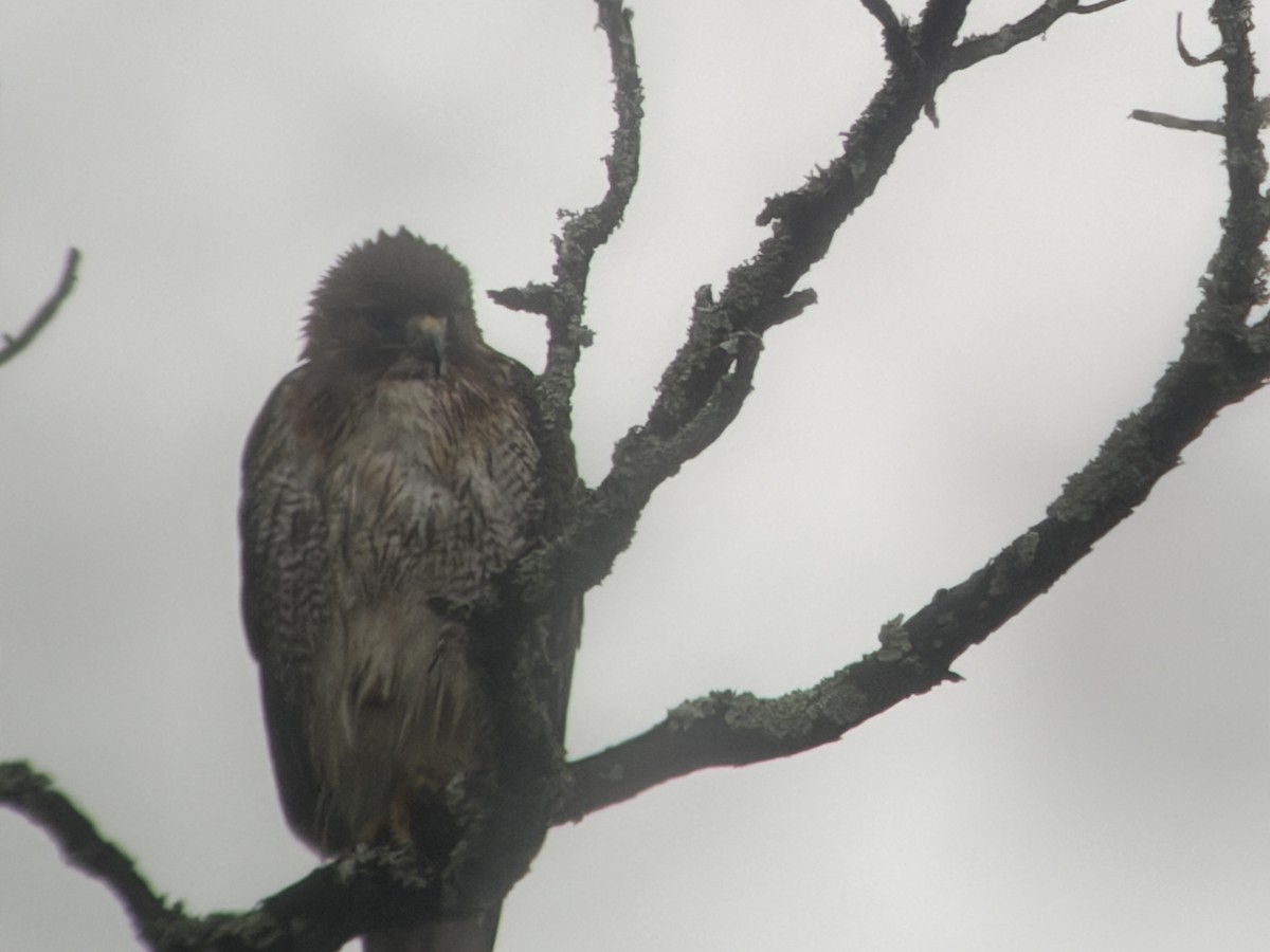 アカオノスリ - ML646839196