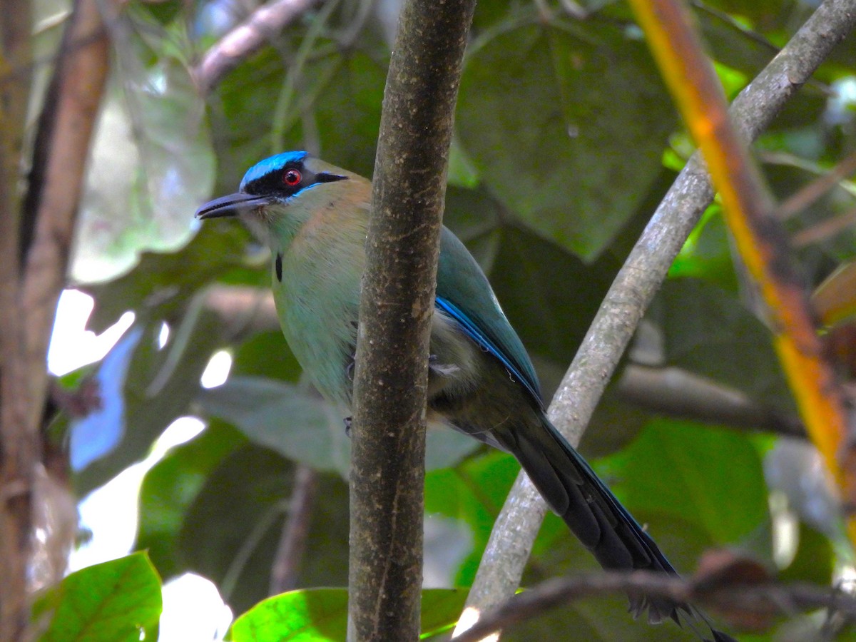Blue-capped Motmot - ML646839199