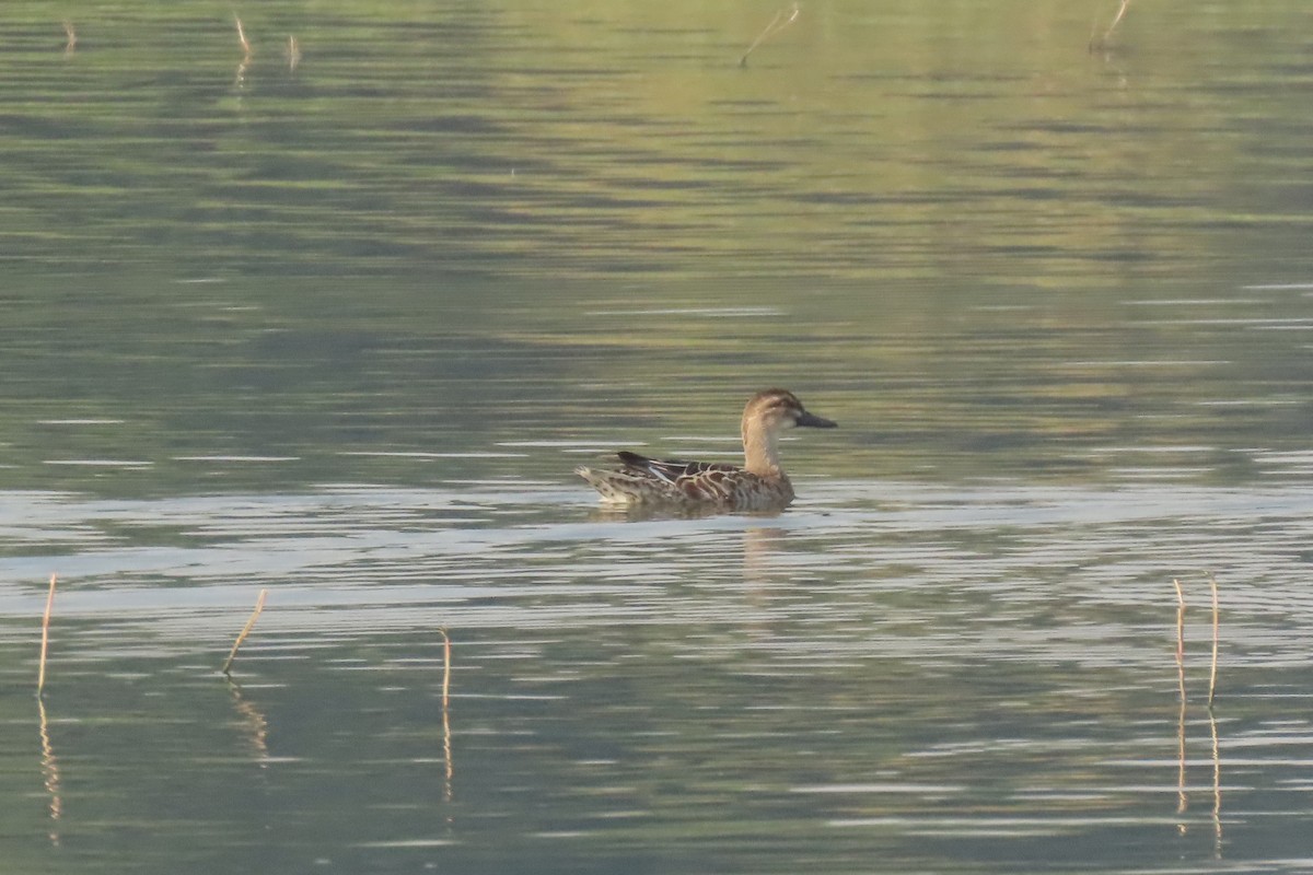 白眉鴨 - ML646839201