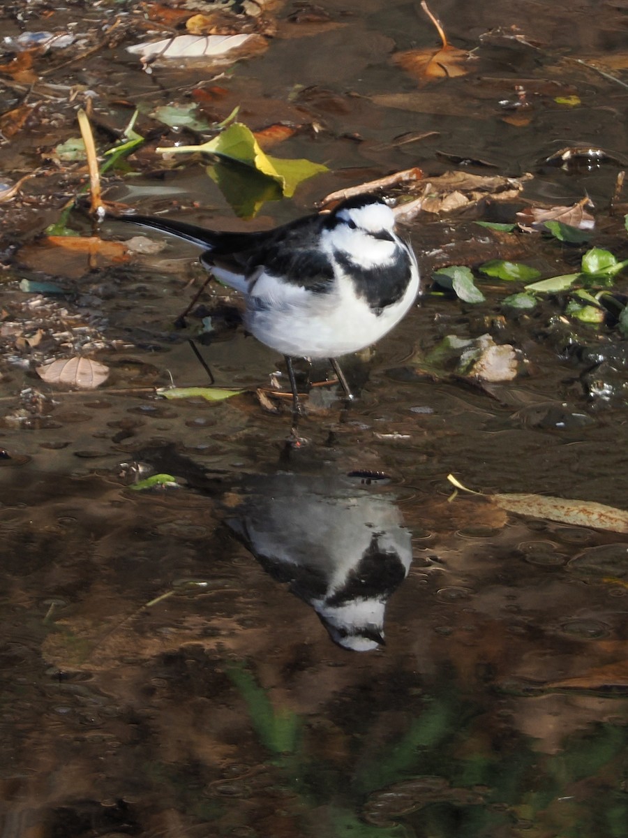 White Wagtail - ML646839203