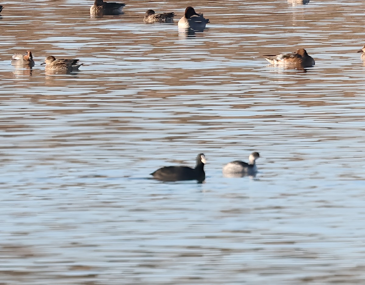 Grèbe à cou noir - ML646839206