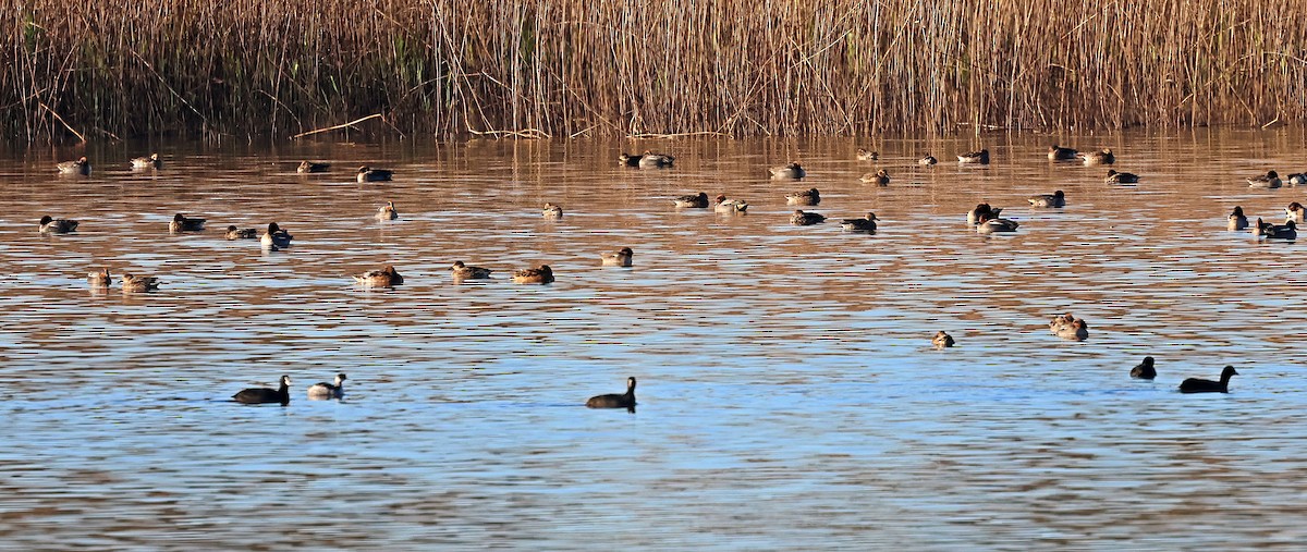 Grèbe à cou noir - ML646839207