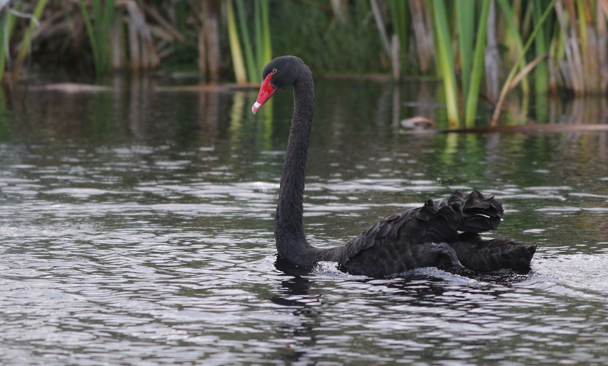 ברבור שחור - ML646839210