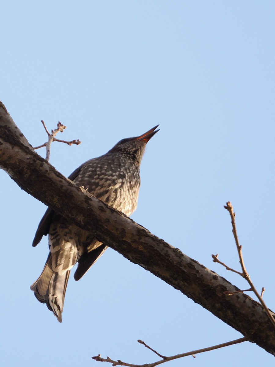 Brown-eared Bulbul - ML646839211