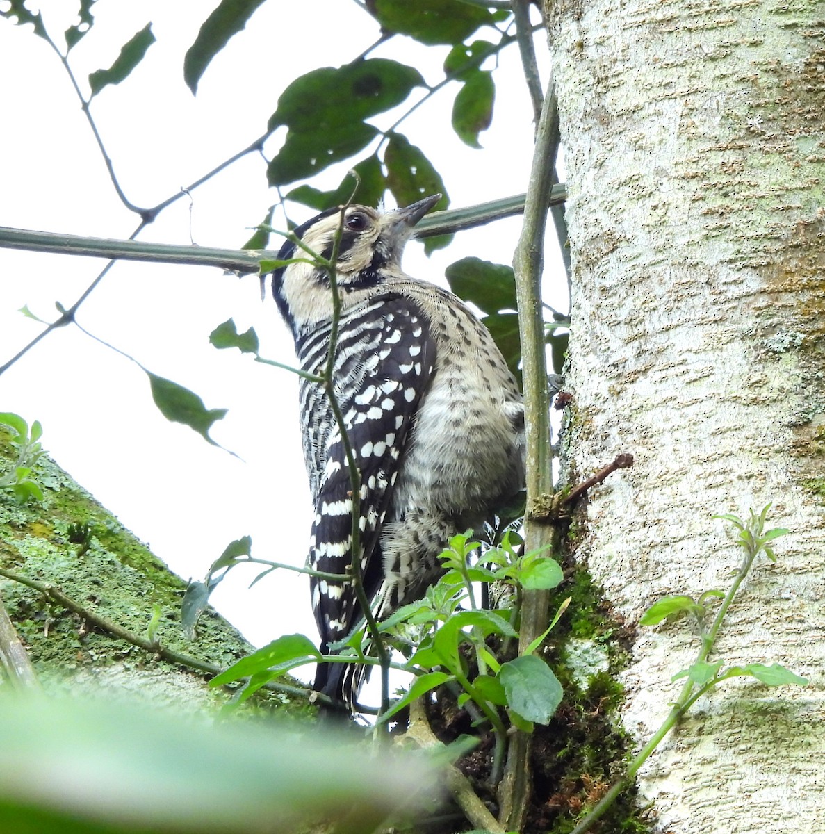 Ladder-backed Woodpecker - ML646839214