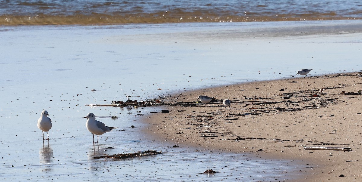 Sanderling - ML646839215