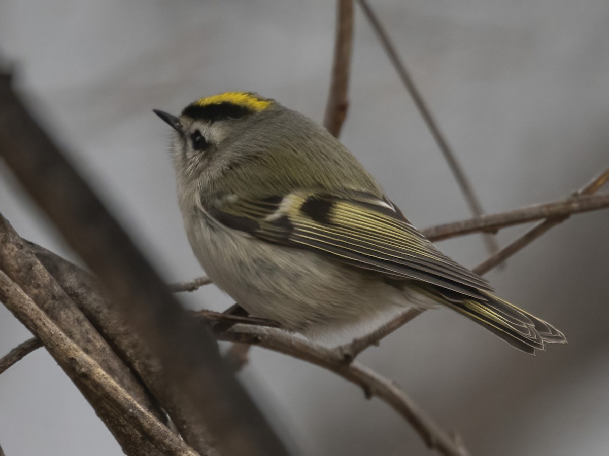 アメリカキクイタダキ - ML646839216