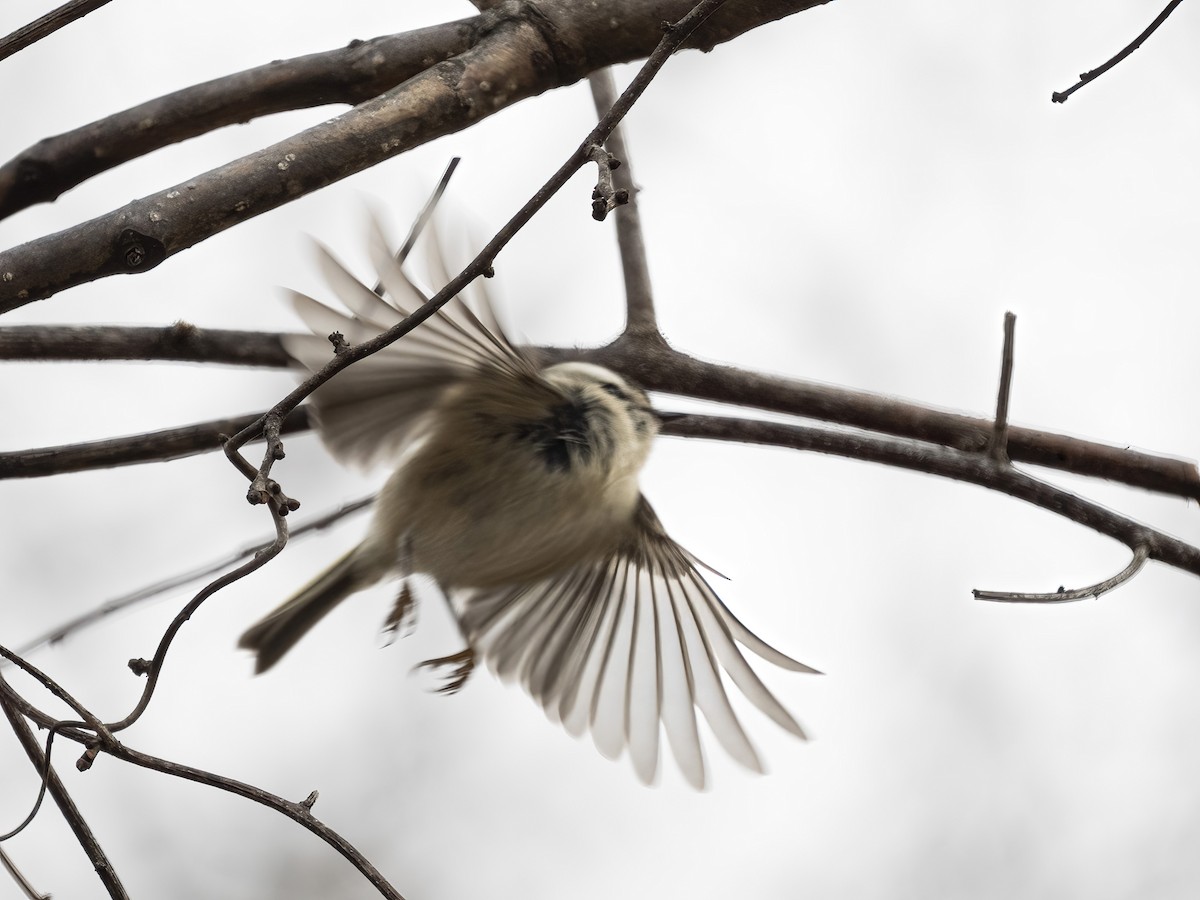 アメリカキクイタダキ - ML646839217