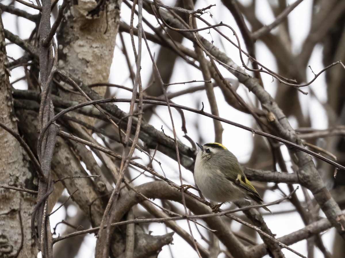 アメリカキクイタダキ - ML646839218