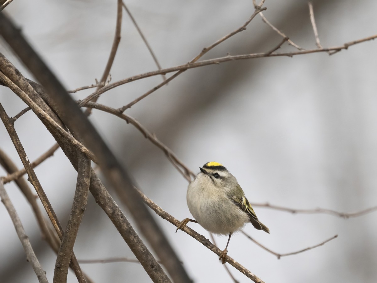 アメリカキクイタダキ - ML646839219