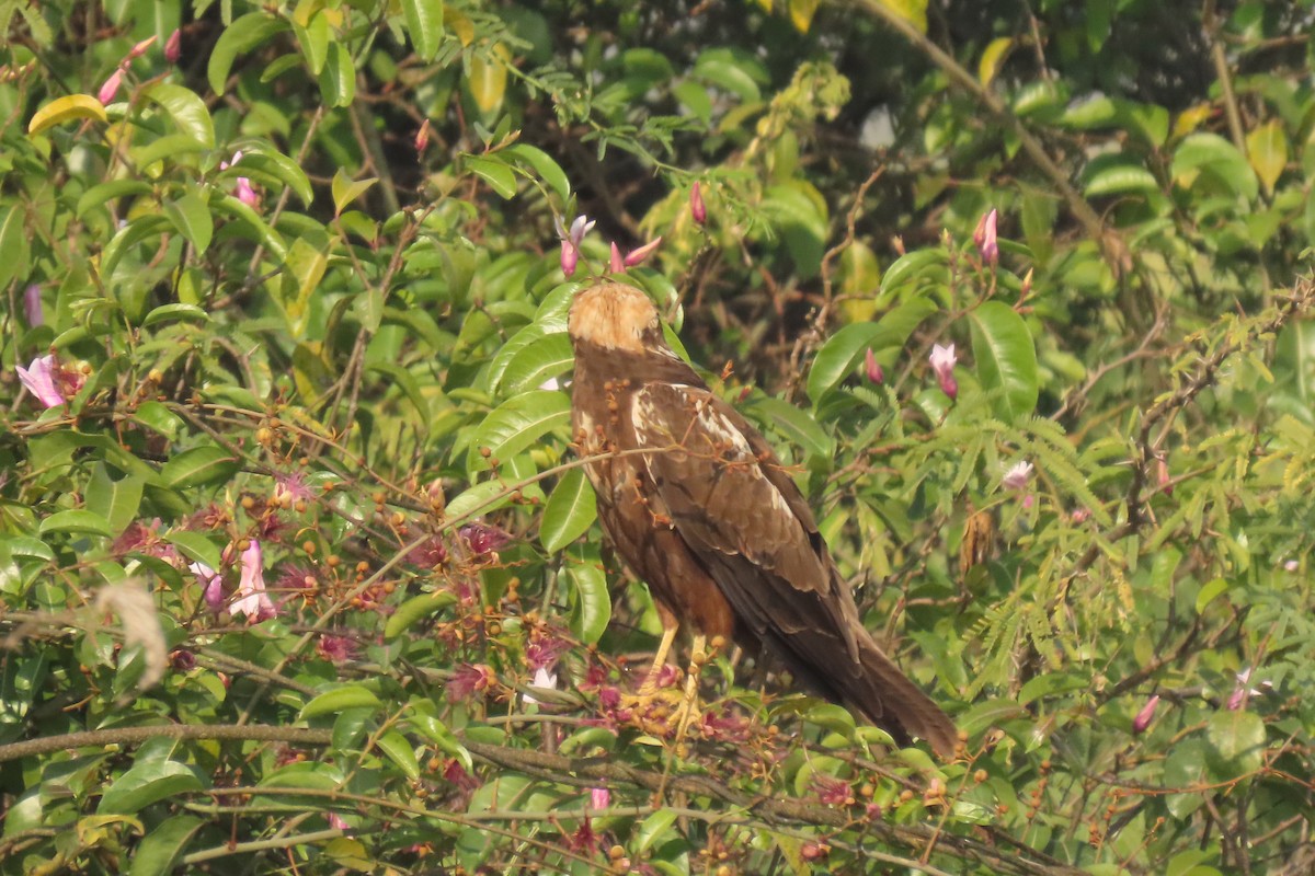 sivhauk - ML646839220