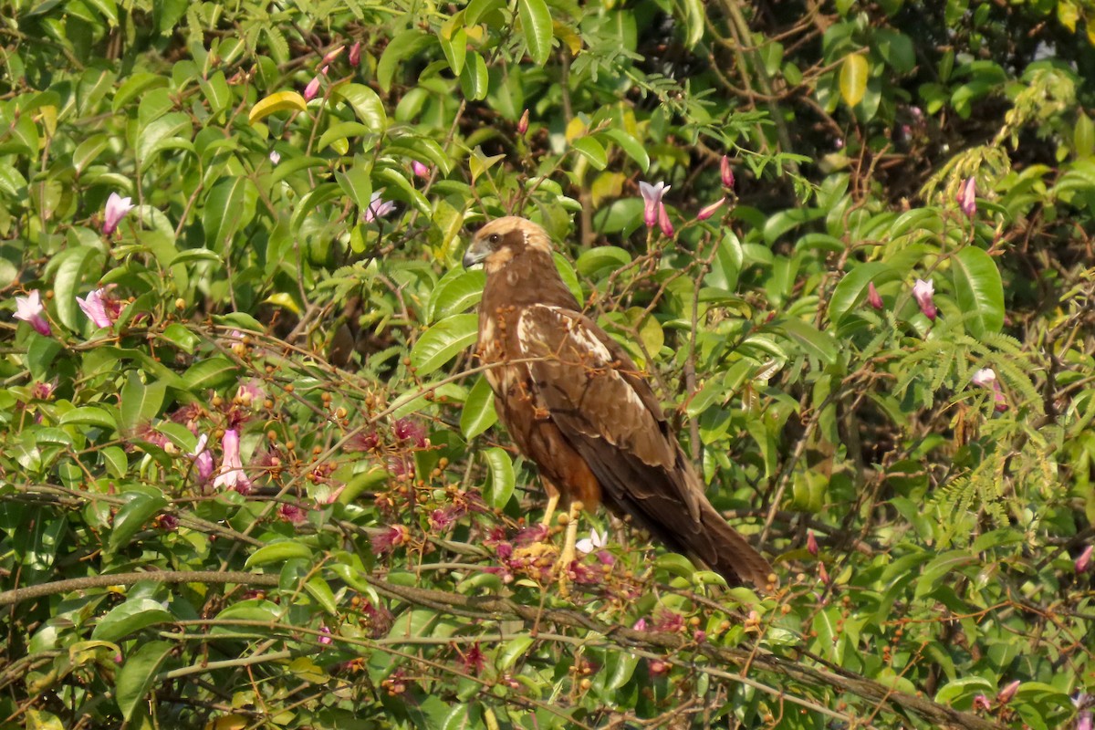 sivhauk - ML646839221