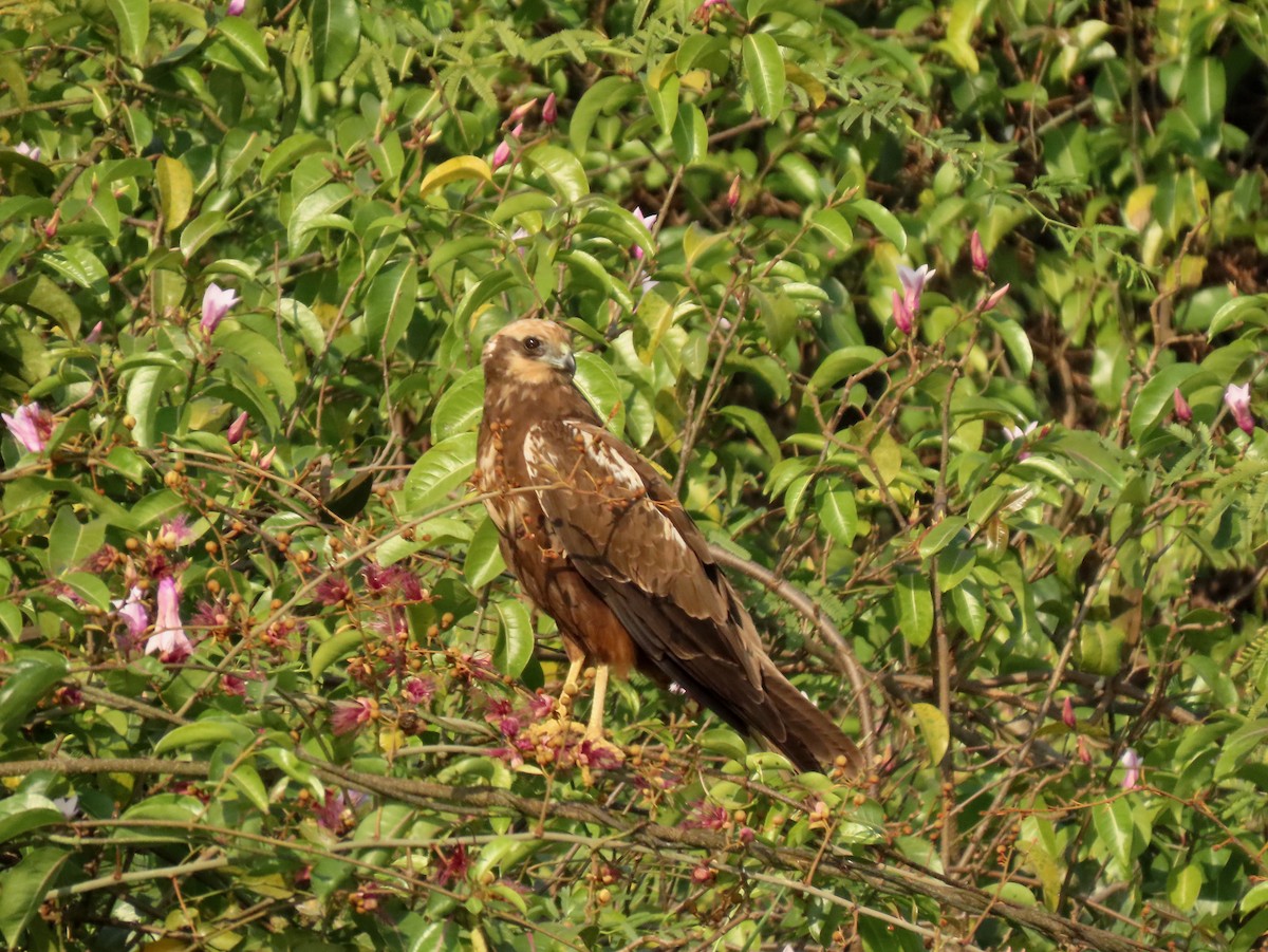 sivhauk - ML646839222