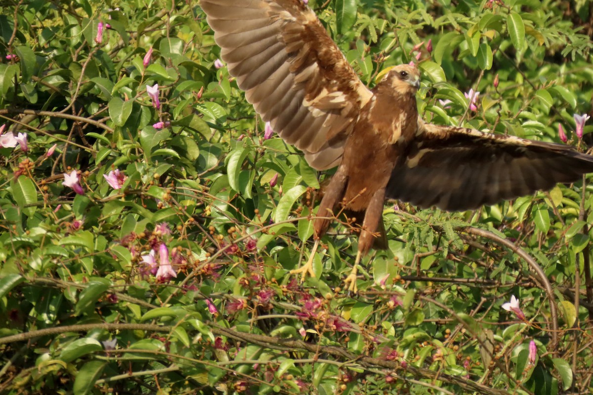 sivhauk - ML646839223