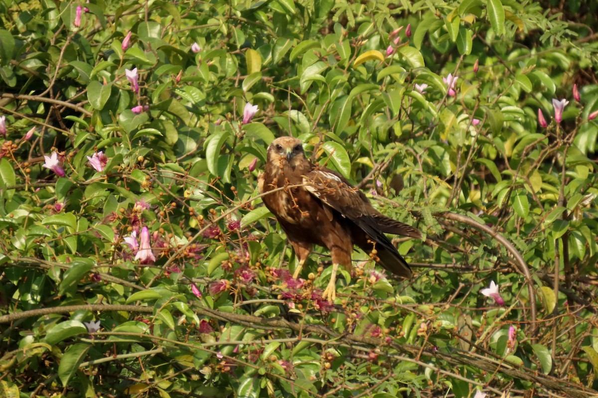 sivhauk - ML646839224