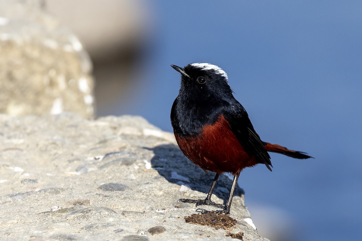 White-capped Redstart - ML646839225