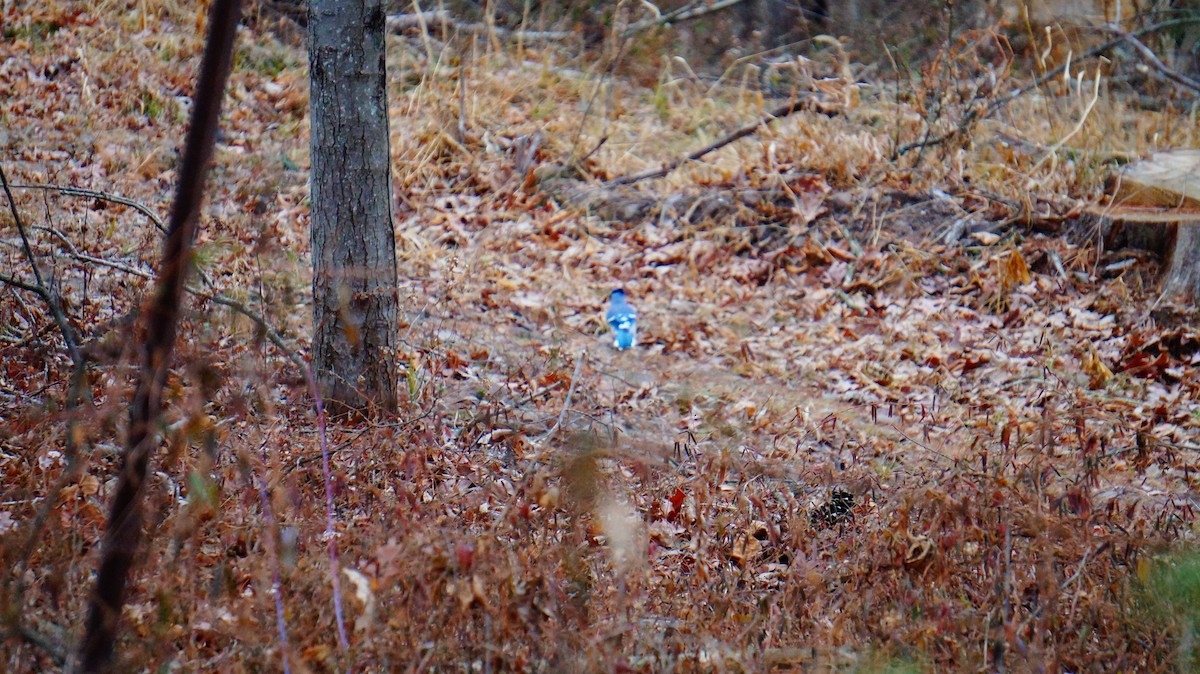 Blue Jay - ML646839226