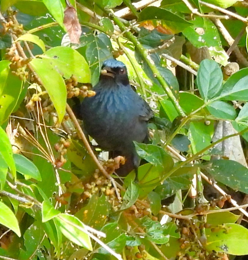 Kuitlakotxe urdina - ML646839229