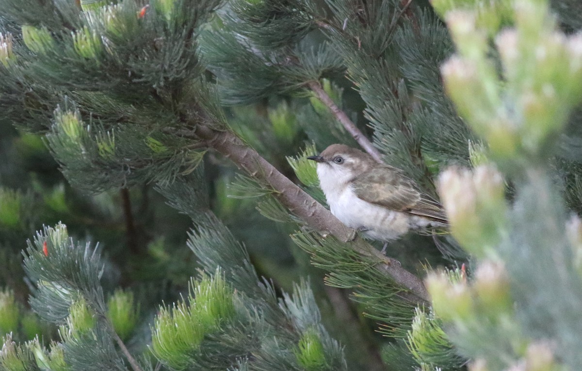 Horsfield's Bronze-Cuckoo - ML646839230