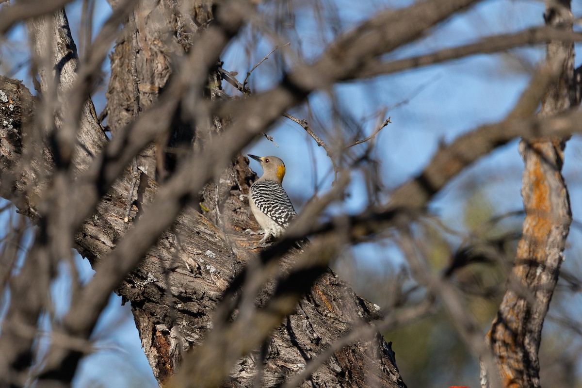 Golden-fronted Woodpecker - ML646839232
