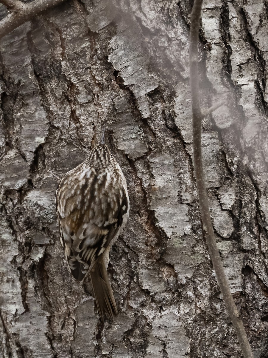 アメリカキバシリ - ML646839233