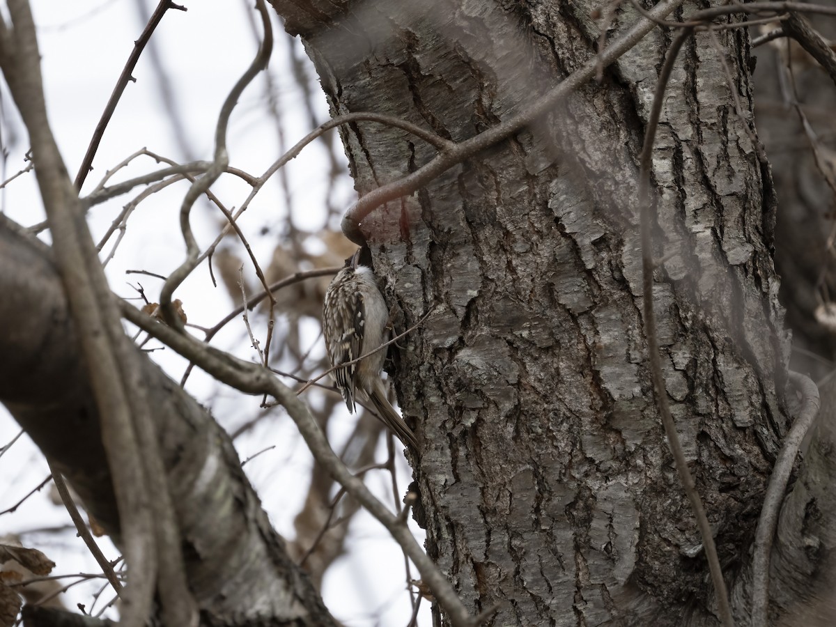 アメリカキバシリ - ML646839234