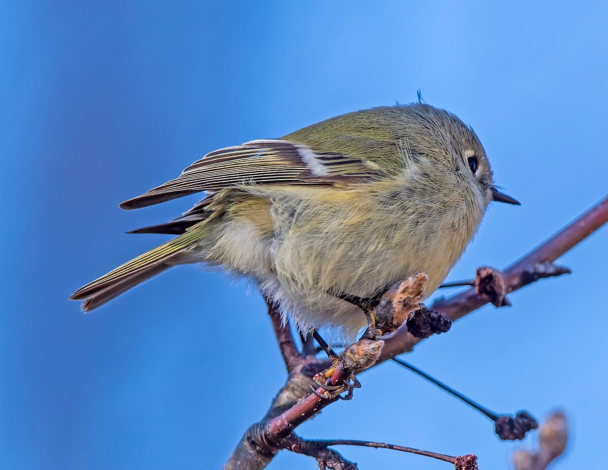 Rubingoldhähnchen - ML646839235