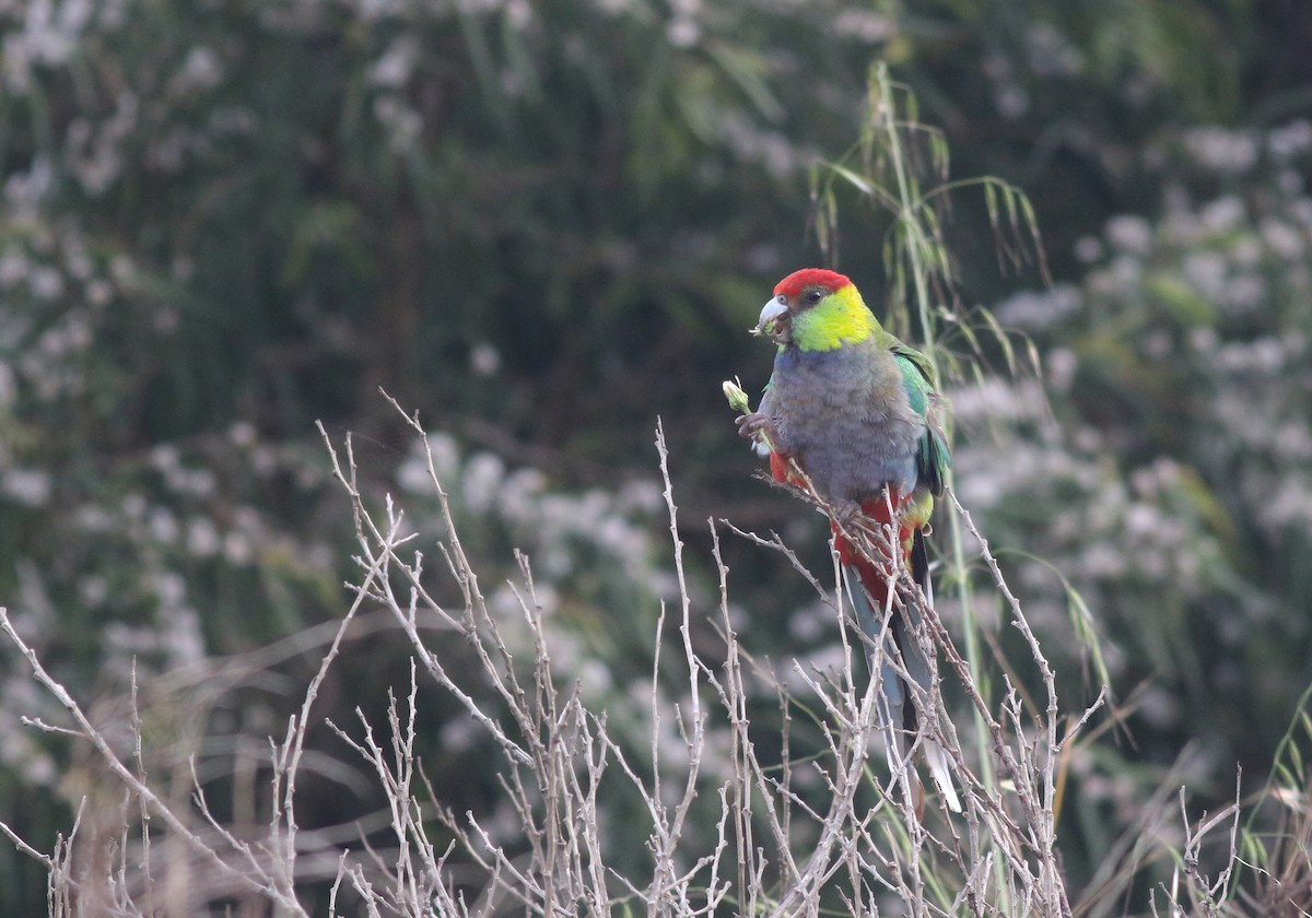 Red-capped Parrot - ML646839239