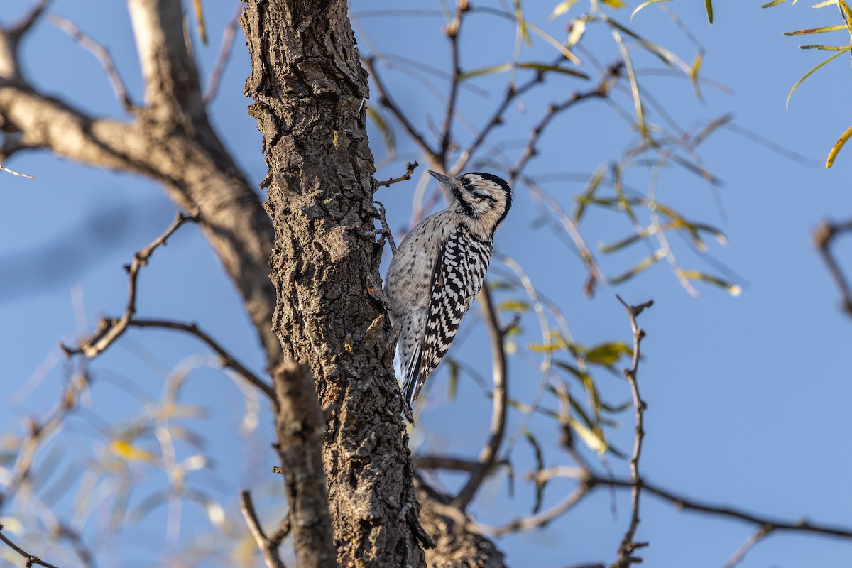 Ladder-backed Woodpecker - ML646839246