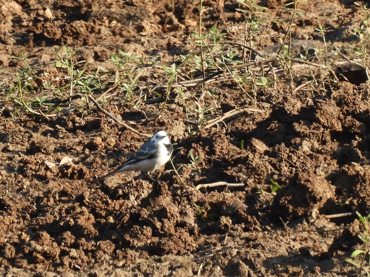 Bergeronnette grise - ML646839247