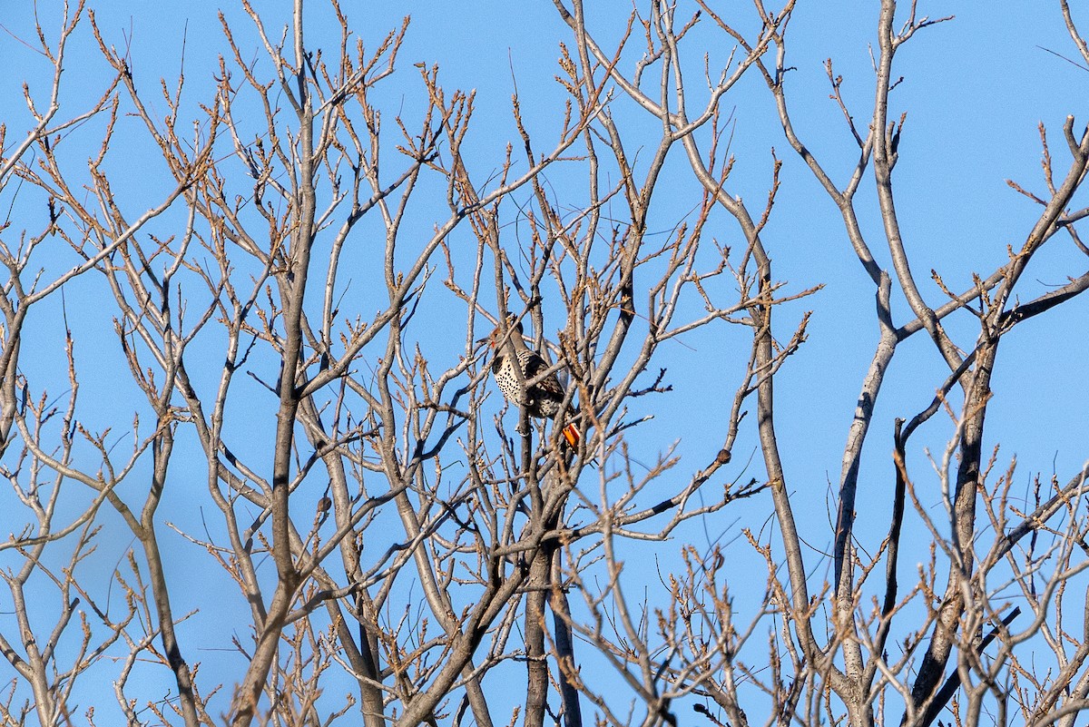 Northern Flicker - ML646839249
