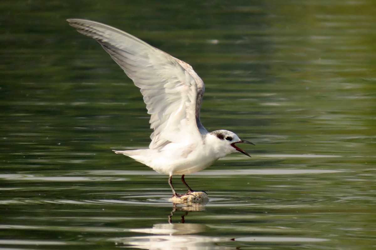 Guifette moustac - ML646839250