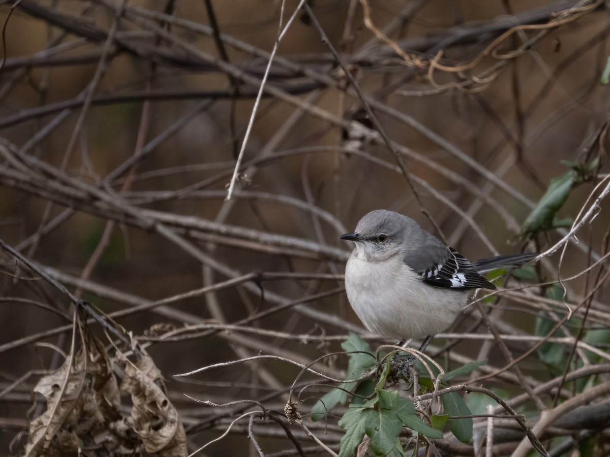 マネシツグミ - ML646839251