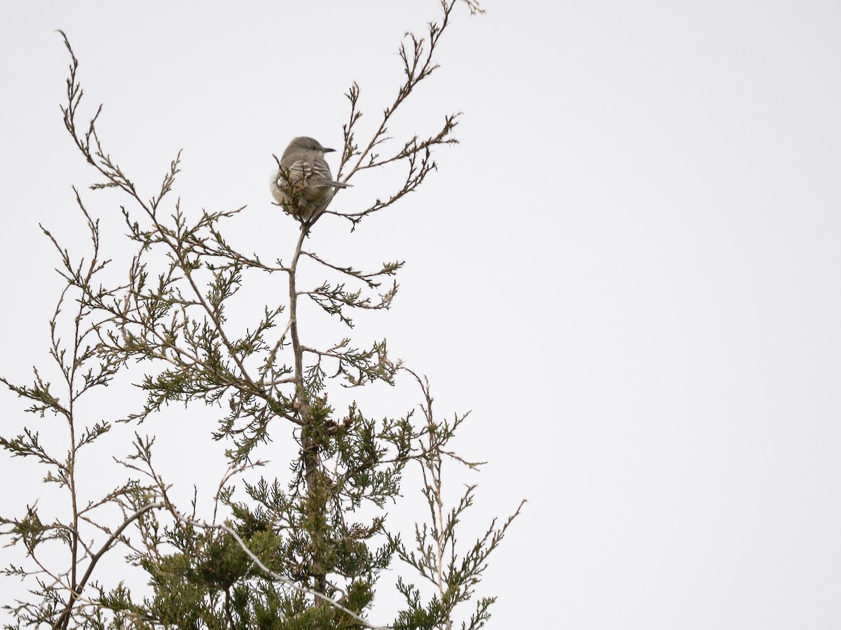 マネシツグミ - ML646839252