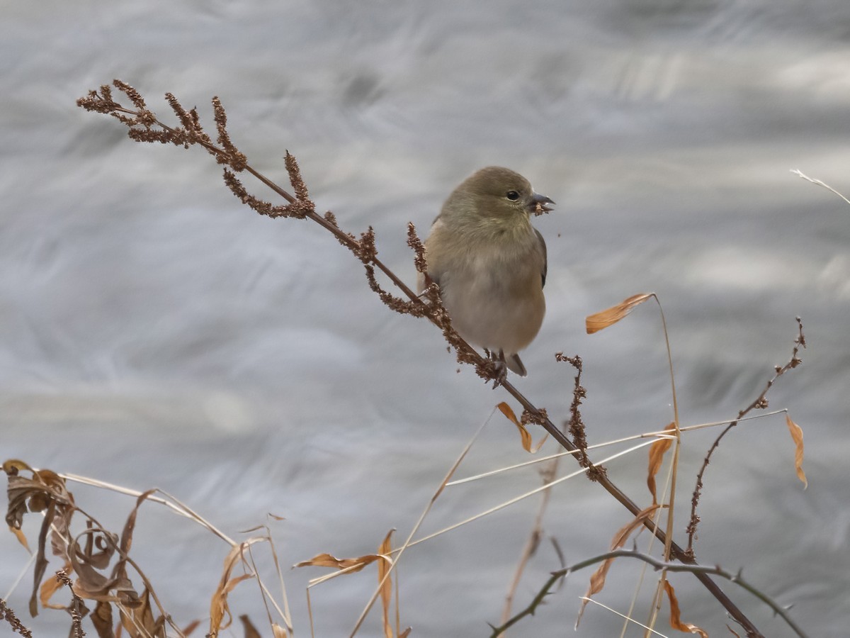 オウゴンヒワ - ML646839264