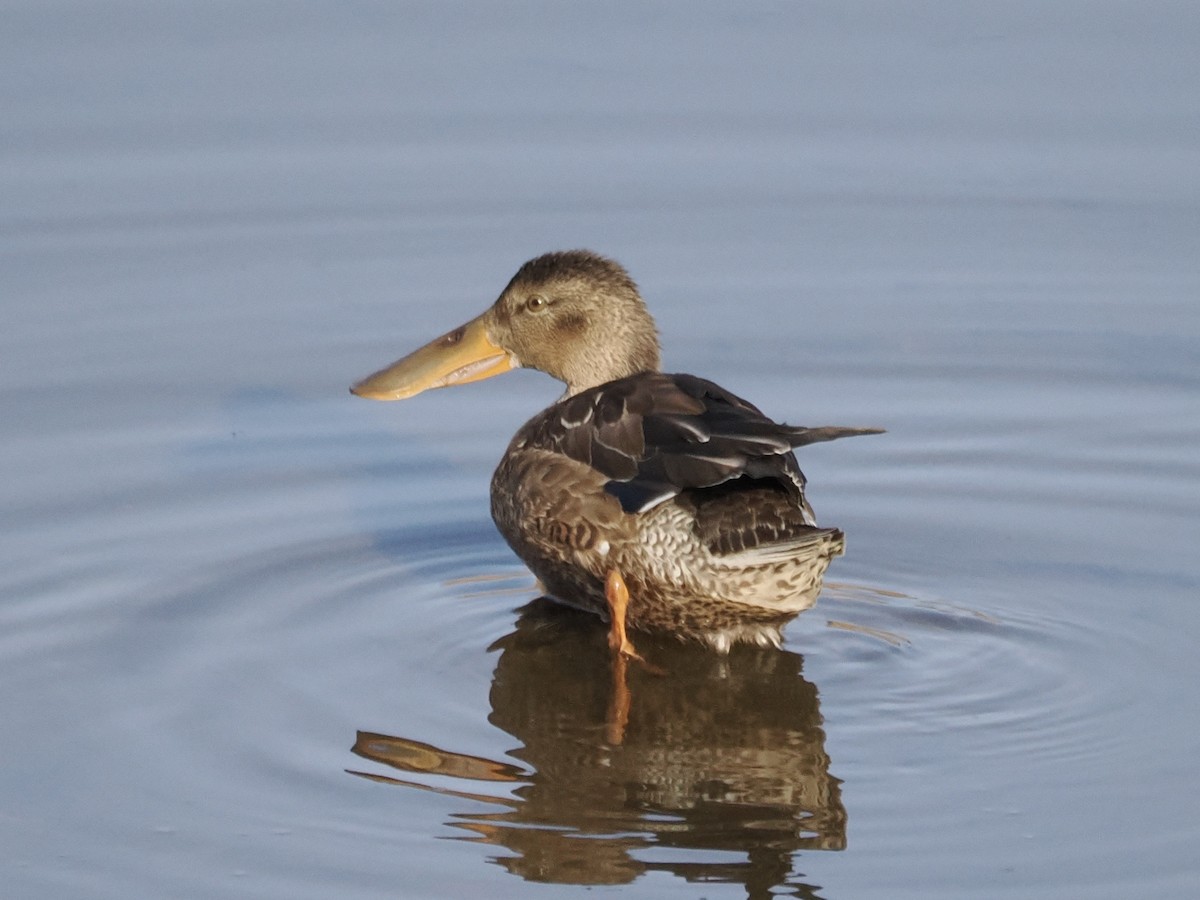 Northern Shoveler - ML646839267