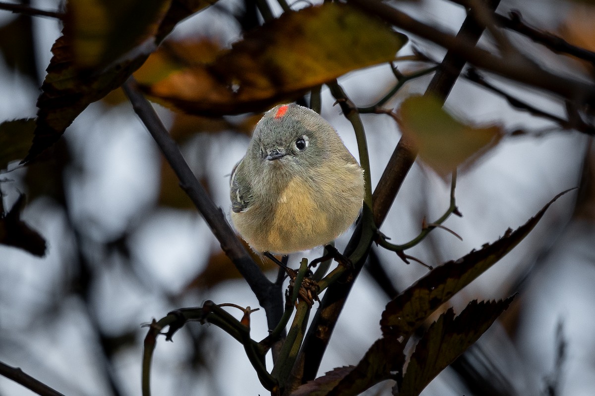 Rubingoldhähnchen - ML646839269