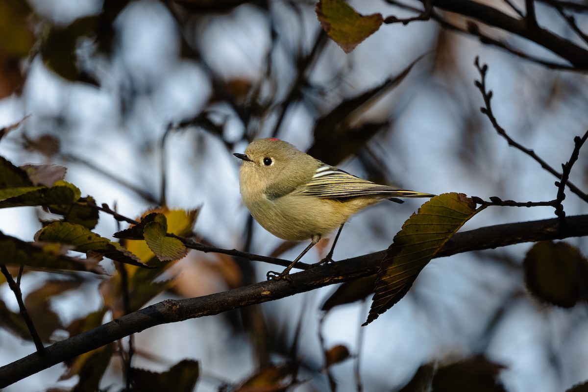 Rubingoldhähnchen - ML646839270